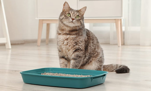 Why Is My Cat Avoiding the Litter Box? Common Reasons and Solutions