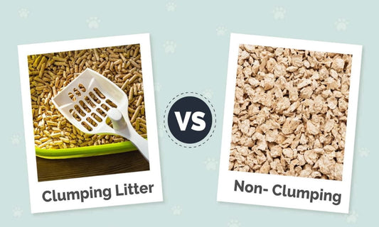 Non-Clumping vs. Clumping Cat Litter: Which One is Better?